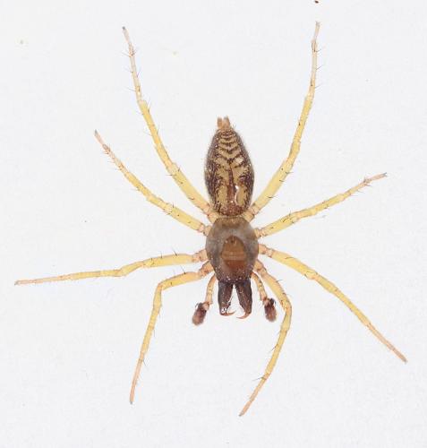 Réf. 356 543 : Clubiona comta
